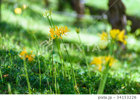 黄色い彼岸花 曼珠沙華 黄色い彼岸花 曼珠沙華 34153226