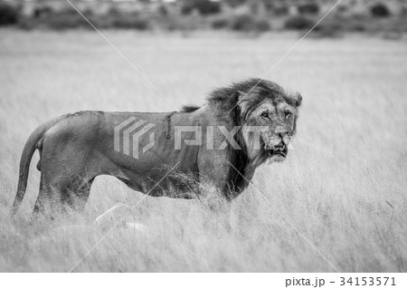Big male Lion standing in the high grass. 34153571