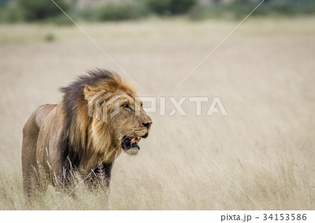 Big male Lion standing in the high grass. Big male Lion standing in the high grass. 34153586