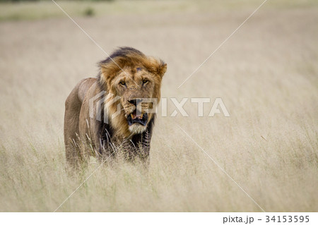 Big male Lion standing in the high grass. 34153595