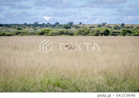 Yawning Lion head sticking out of the grass. 34153646