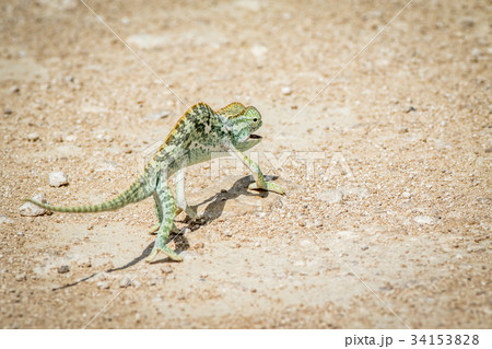 Flap-necked chameleon walking in the gravel. 34153828