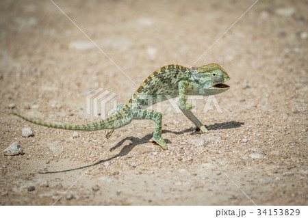 Flap-necked chameleon walking in the gravel. 34153829