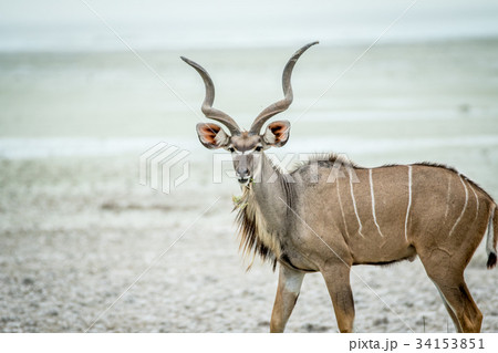 Male Kudu starring at the camera. 34153851