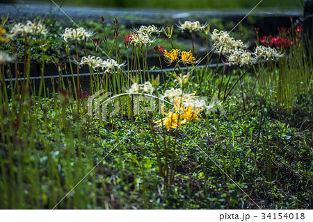 間子の曼珠沙華 彼岸花 間子の曼珠沙華 彼岸花 34154018