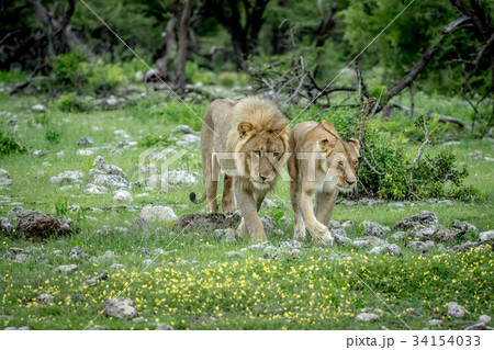 Mating couple of Lions in the grass. 34154033