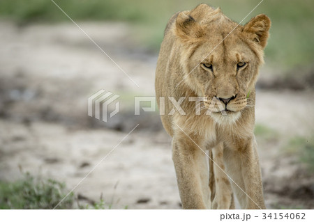 Lion walking towards the camera. Lion walking towards the camera. 34154062