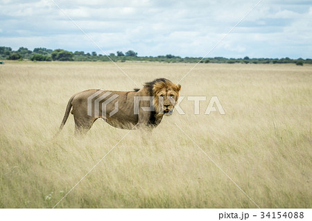 Big male Lion standing in the high grass. Big male Lion standing in the high grass. 34154088