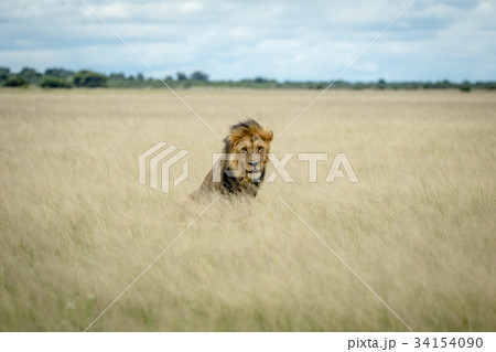 Big male Lion sitting in the high grass. 34154090