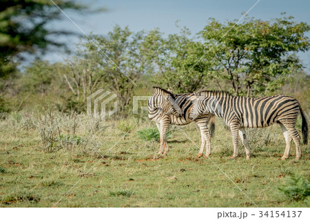 Two Zebras bonding in the grass. 34154137