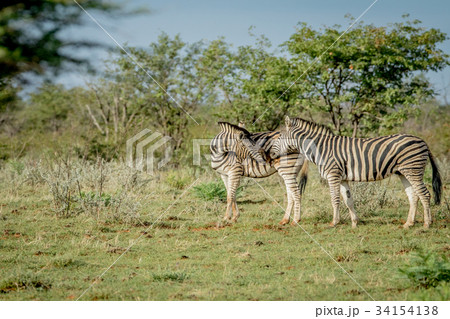 Two Zebras bonding in the grass. 34154138