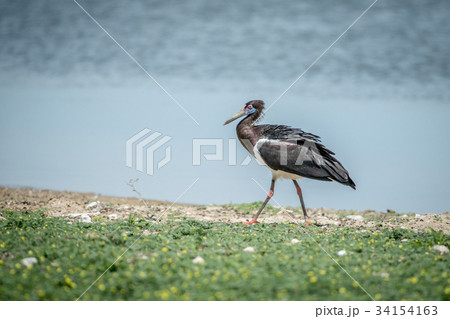 Abdim's stork walking in the grass. 34154163