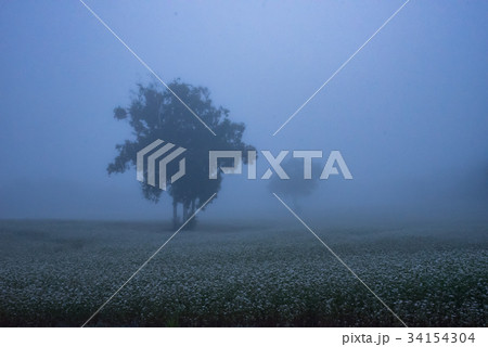 そば畑（朝） 34154304