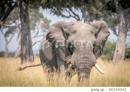 An Elephant walking in the grass. An Elephant walking in the grass. 34154341