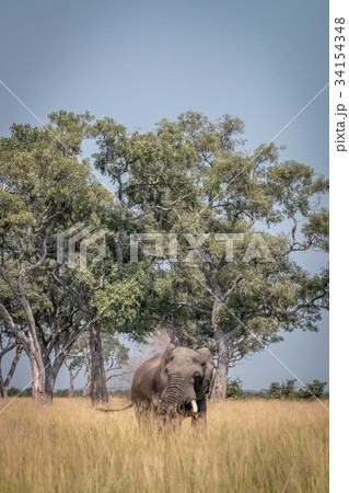 An Elephant playing with the mud. An Elephant playing with the mud. 34154348
