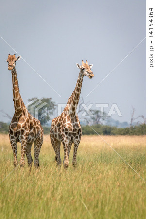 Two Giraffes standing in the grass. Two Giraffes standing in the grass. 34154364