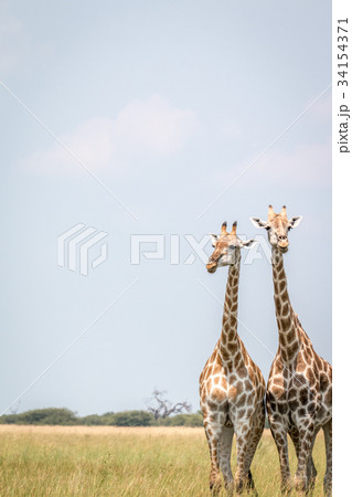 Two Giraffes standing in the grass. 34154371