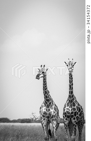 Two Giraffes standing in the grass. 34154372