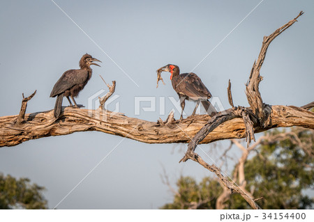 Two Southern ground hornbills on the branch. Two Southern ground hornbills on the branch. 34154400