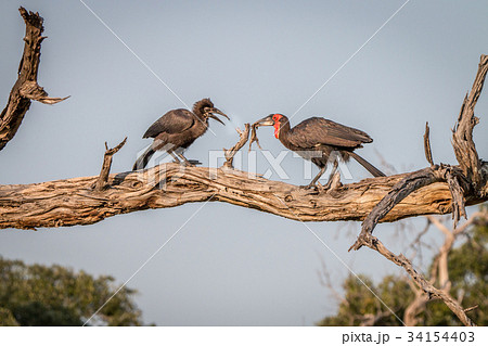 Two Southern ground hornbills on the branch. Two Southern ground hornbills on the branch. 34154403