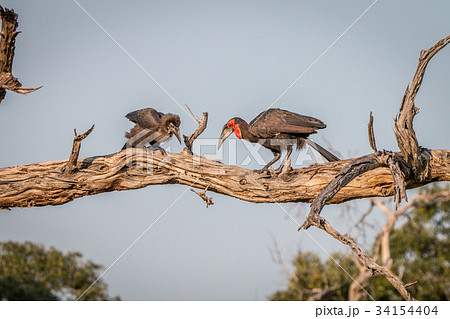 Two Southern ground hornbills on the branch. Two Southern ground hornbills on the branch. 34154404