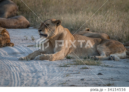 A female Lion resting on the road. 34154556