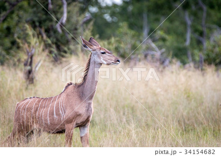 A Kudu looking around in the grass. 34154682