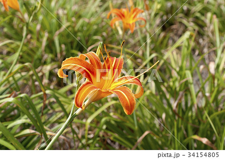 クワンソウ 34154805