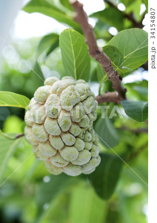 釈迦頭（しゃかとう）バンレイシ 34154807