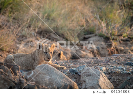 Lion cubs laying on the rocks. 34154808