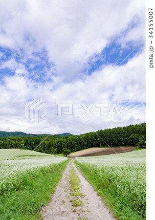 信州の風景 そばの花 中山高原 信州の風景 そばの花 中山高原 34155007