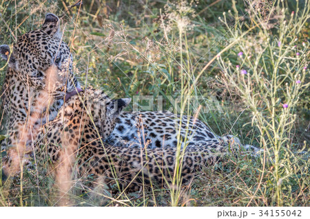 A mother Leopard playing with her cubs. 34155042
