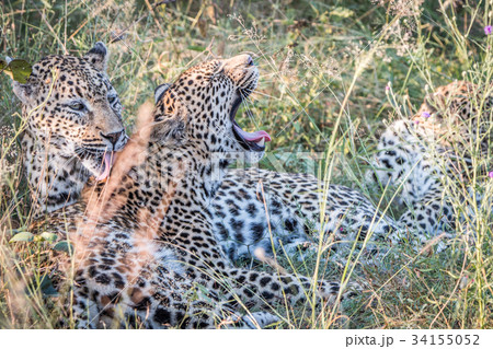 A mother Leopard playing with her cubs. A mother Leopard playing with her cubs. 34155052