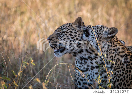 Two Leopards bonding in the grass. 34155077
