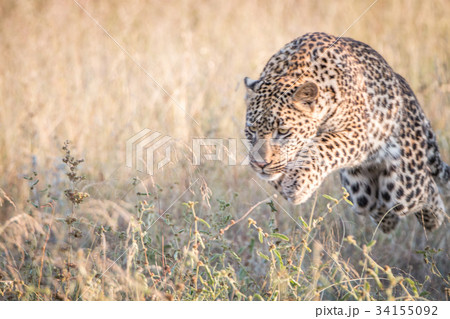 A Leopard jumping in the grass. 34155092