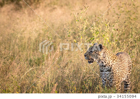 Side profile of a Leopard in the grass. Side profile of a Leopard in the grass. 34155094