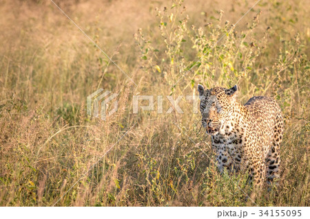 A Leopard walking in the grass. A Leopard walking in the grass. 34155095