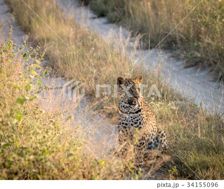 A Leopard relaxing on the road. A Leopard relaxing on the road. 34155096