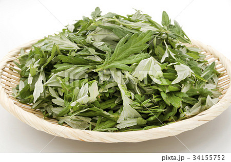 ヨモギ 34155752