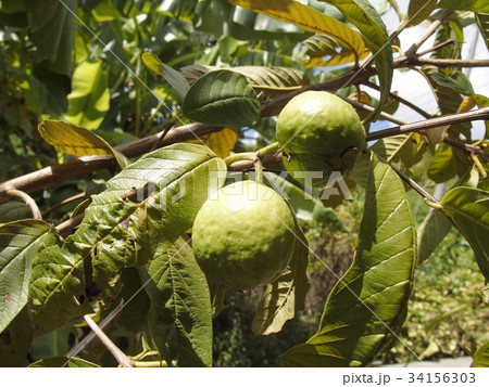 グァバ 34156303