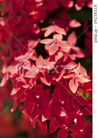 イクソラ・コクシネア（サンタンカ） 34156319