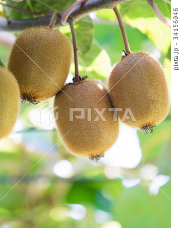 キウイ畑 34156946