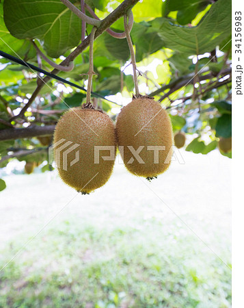 キウイ畑 34156983