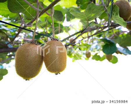 キウイ畑 34156984