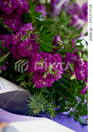 A bouquet of purple Mattioli, packaged in purple A bouquet of purple Mattioli, packaged in purple 34157518