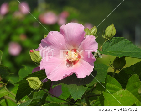 芙蓉の花 芙蓉の花 34157552