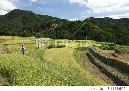 寺坂棚田(横瀬町) 寺坂棚田(横瀬町) 34158605