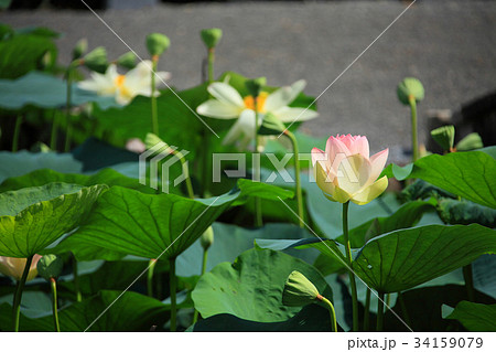 東福寺思遠池のハスの花 東福寺思遠池のハスの花 34159079