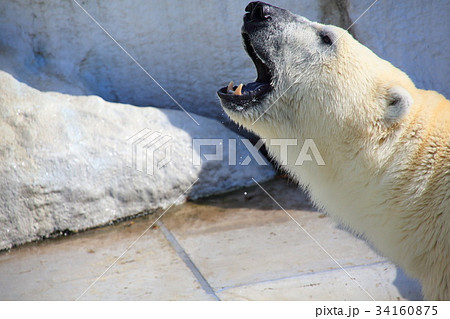 ホッキョクグマ ホッキョクグマ 34160875