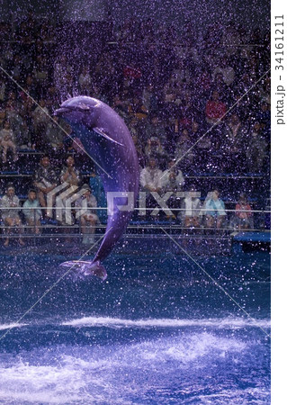イルカショー イルカショー 34161211
